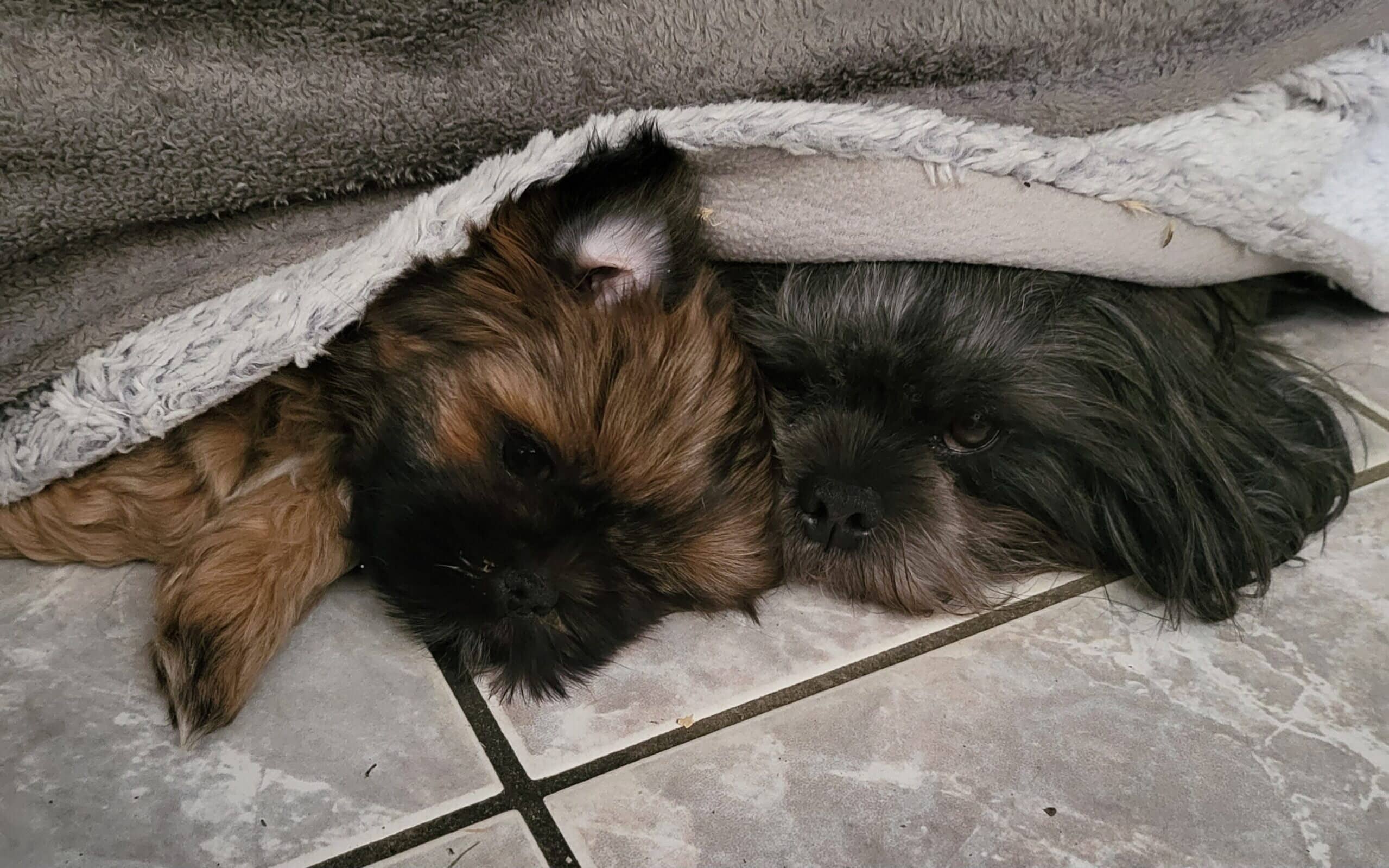 Merlin et sa maman Wendy des Lhassa de Luminia