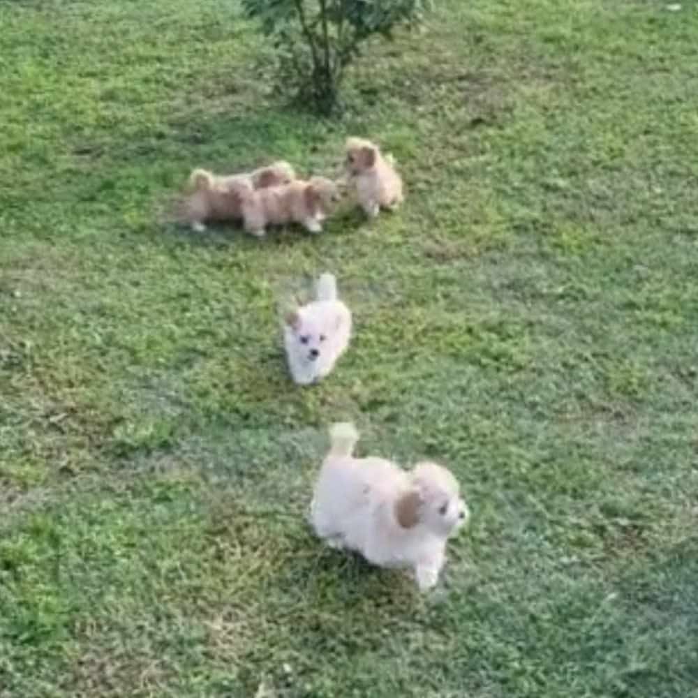 Chiots Lhassa Apso jouent à l'extérieur. Les Lhassa de Luminia