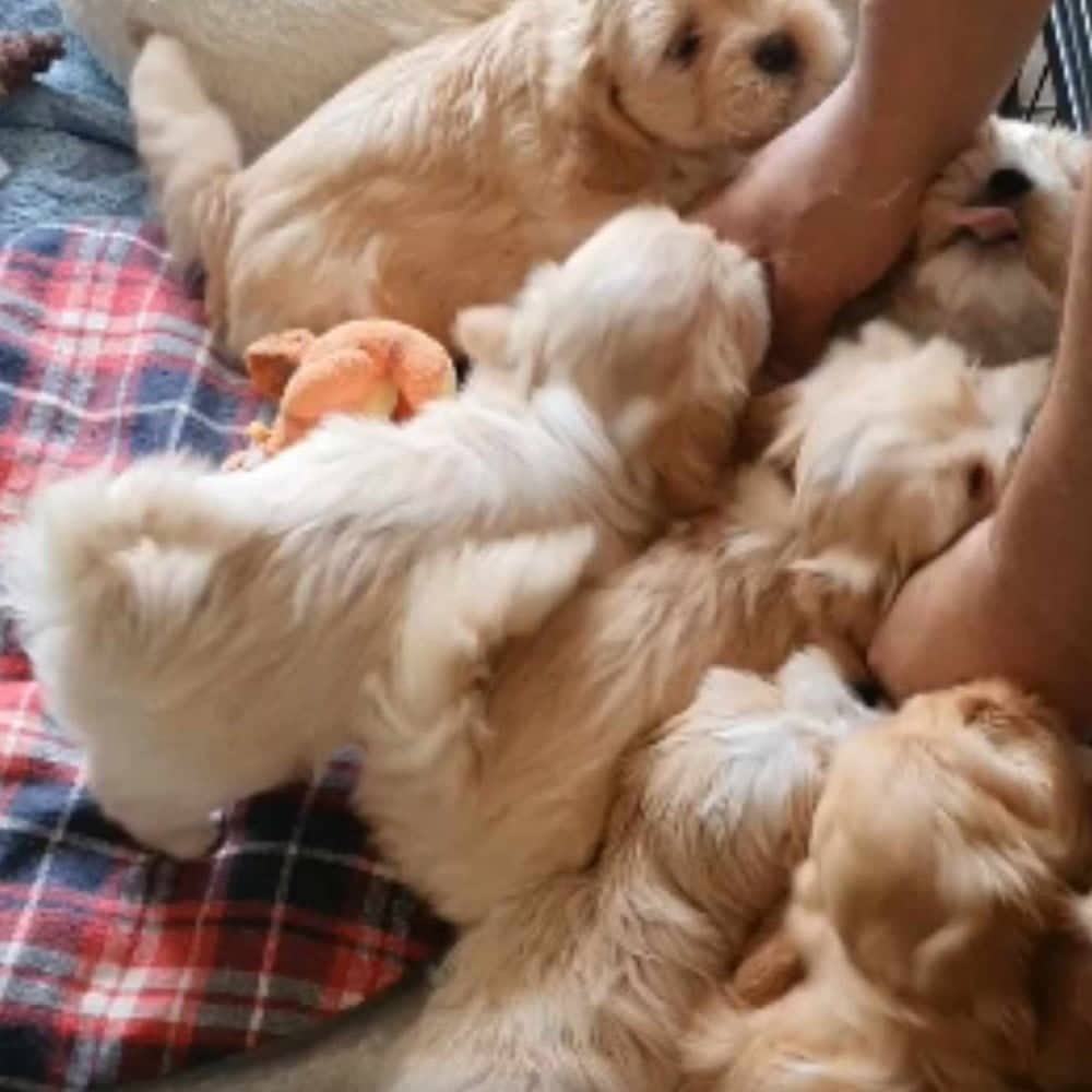 Chiots Lhassa Apso. Les Lhassa de Luminia