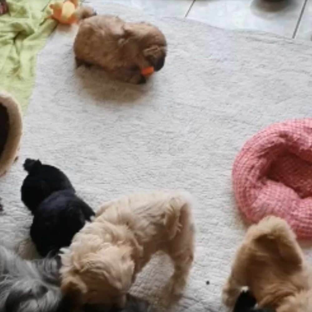 Bébés Lhassa Apso jouent dans le parc. Les Lhassa de Luminia