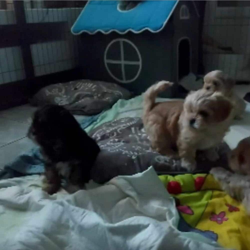 Chiots Lhassa Apso jouent dans le parc. Les Lhassa de Luminia