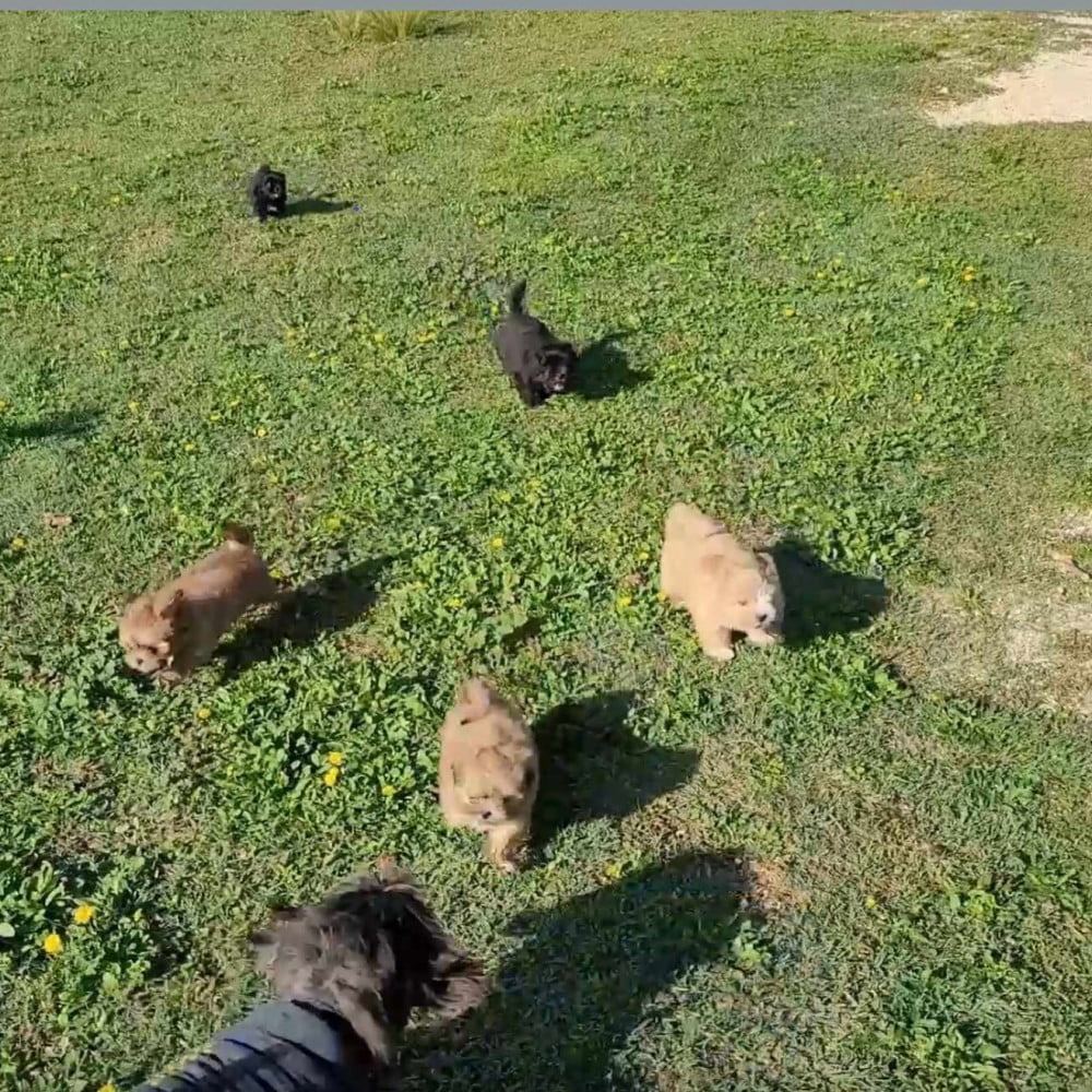 Chiots Lhassa Apso. Les Lhassa de Luminia