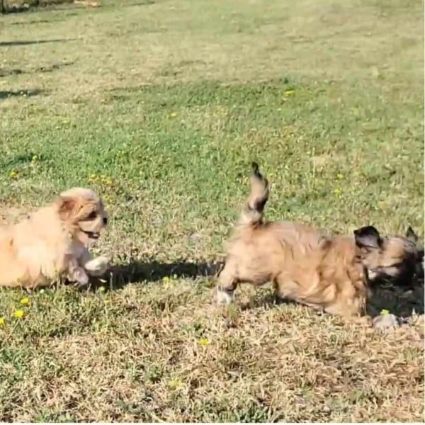 Chiots Lhassa Apso. Les Lhassa de Luminia