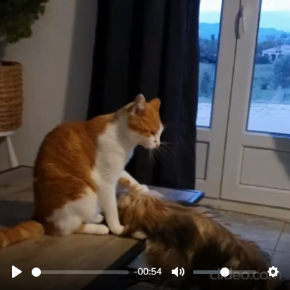 Vidéo Lhassa Apso des Lhassa de Luminia avec le chat de la famille