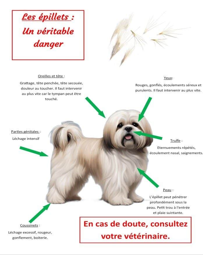 épillets les lhassa de luminia