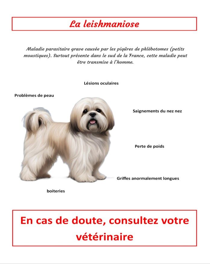 leishmaniose les lhassa de luminia
