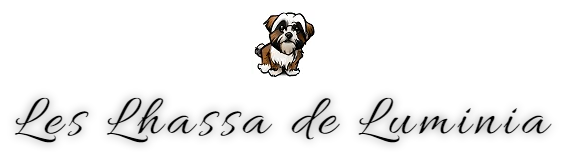 Elevage familial de Lhassa Apso - Les Lhassa de Luminia - Drôme_ - leslhassadeluminia.fr