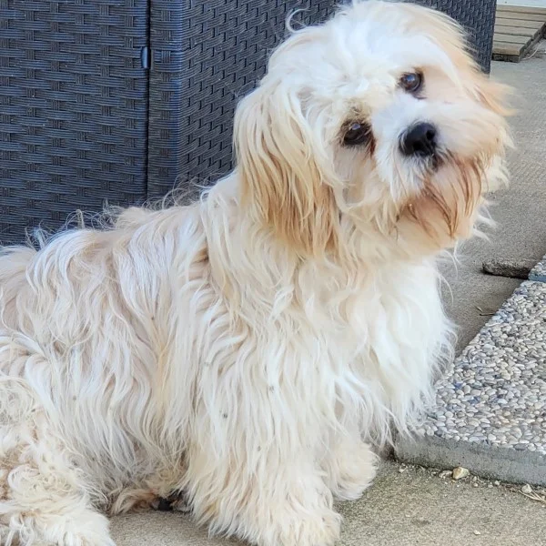 Casanova des lhassa de luminia adulte