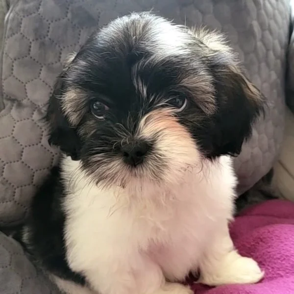 Fyona lhassa de luminia bébé