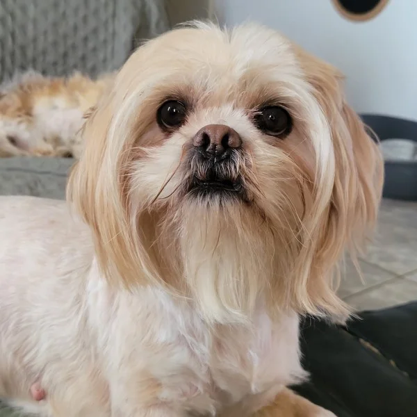 Kyara lhassa de luminia adulte