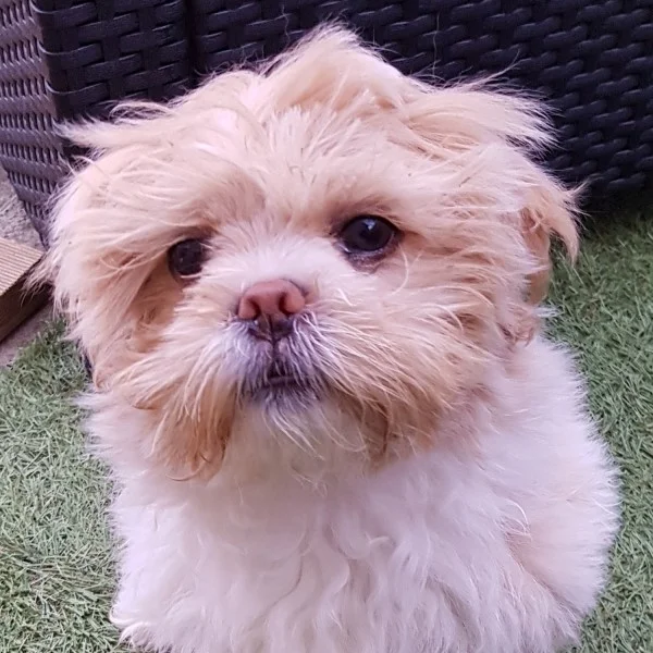 Kyara lhassa de luminia bébé