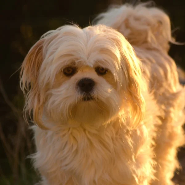 Nala des lhassa de luminia adulte