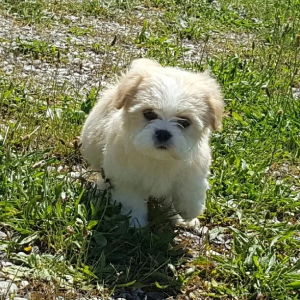 Nala des lhassa de luminia bébé