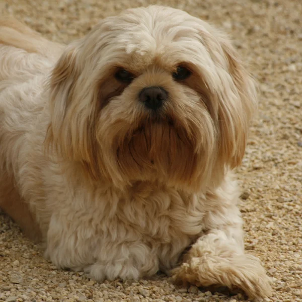 Roméo lhassa de luminia adulte