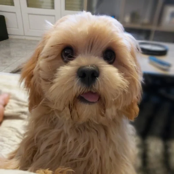 Roméo lhassa de luminia bébé