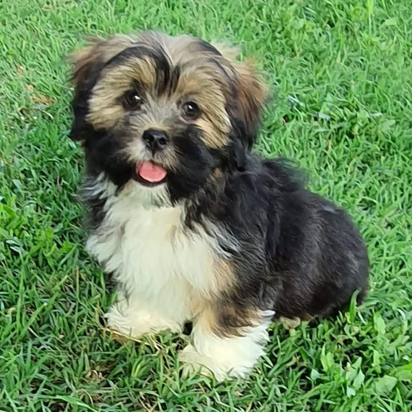 Syria lhassa de luminia bébé