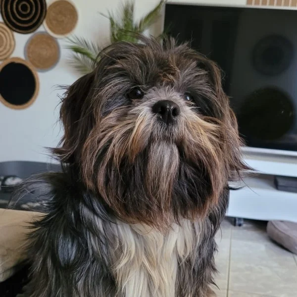 Tysia lhassa de luminia adulte