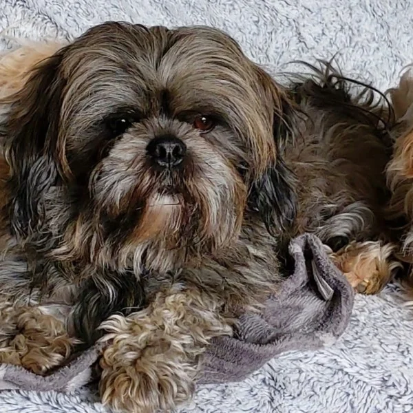 Wendy lhassa de luminia adulte