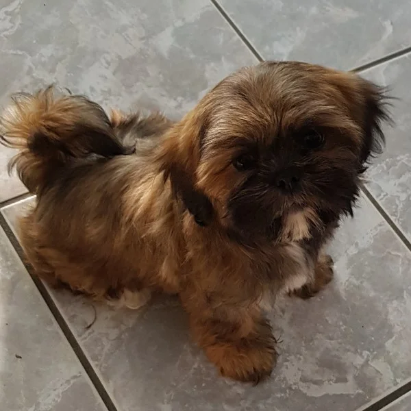 Wendy lhassa de luminia bébé