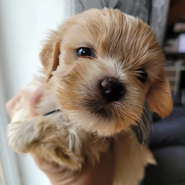 casanova des lhassa de luminia bébé