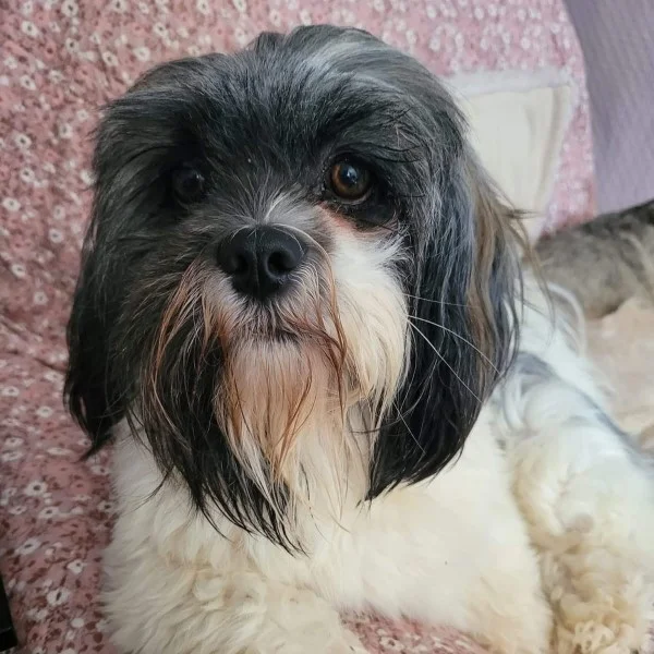 fyona des lhassa de luminia adulte