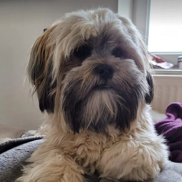 Syria lhassa de luminia adulte