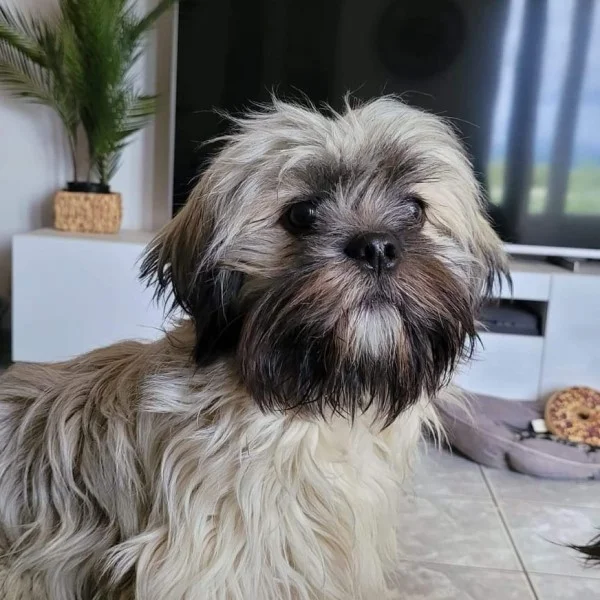 tabata lhassa de luminia adulte