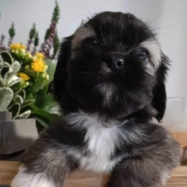 tabata lhassa de luminia bébé