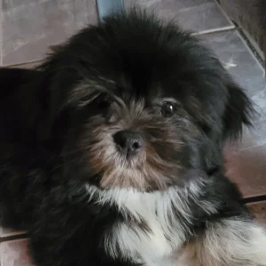 tysia lhassa de luminia bébé