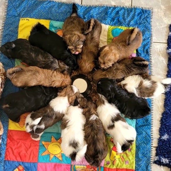 14 Lhassa Apso autour du repas