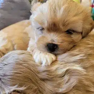 chiots lhassa apso les lhassa de luminia (2)