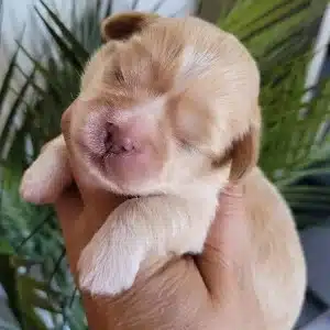 chiots lhassa apso les lhassa de luminia (3)