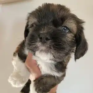 chiots lhassa apso les lhassa de luminia (5)