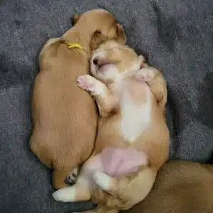 chiots lhassa apso les lhassa de luminia (9)