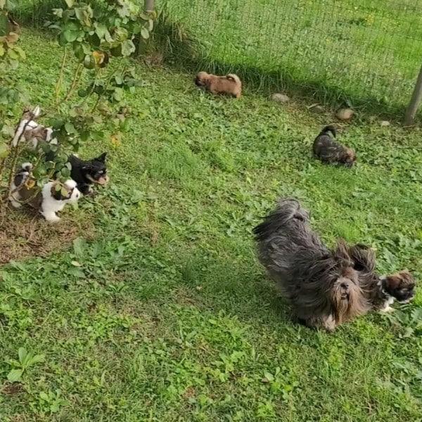 chiots lhassa apso les lhassa de luminia octobre 2024