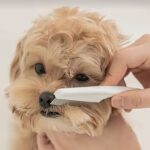 Peigne de Toilettage en Acier Inoxydable