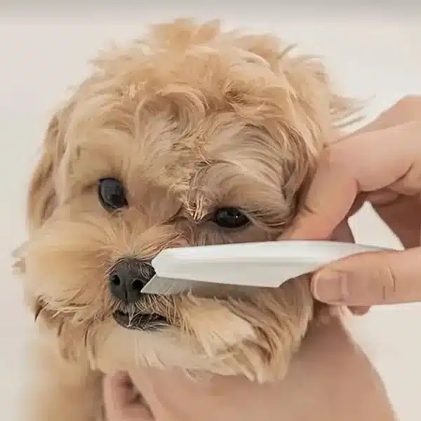 Peigne de Toilettage en Acier Inoxydable