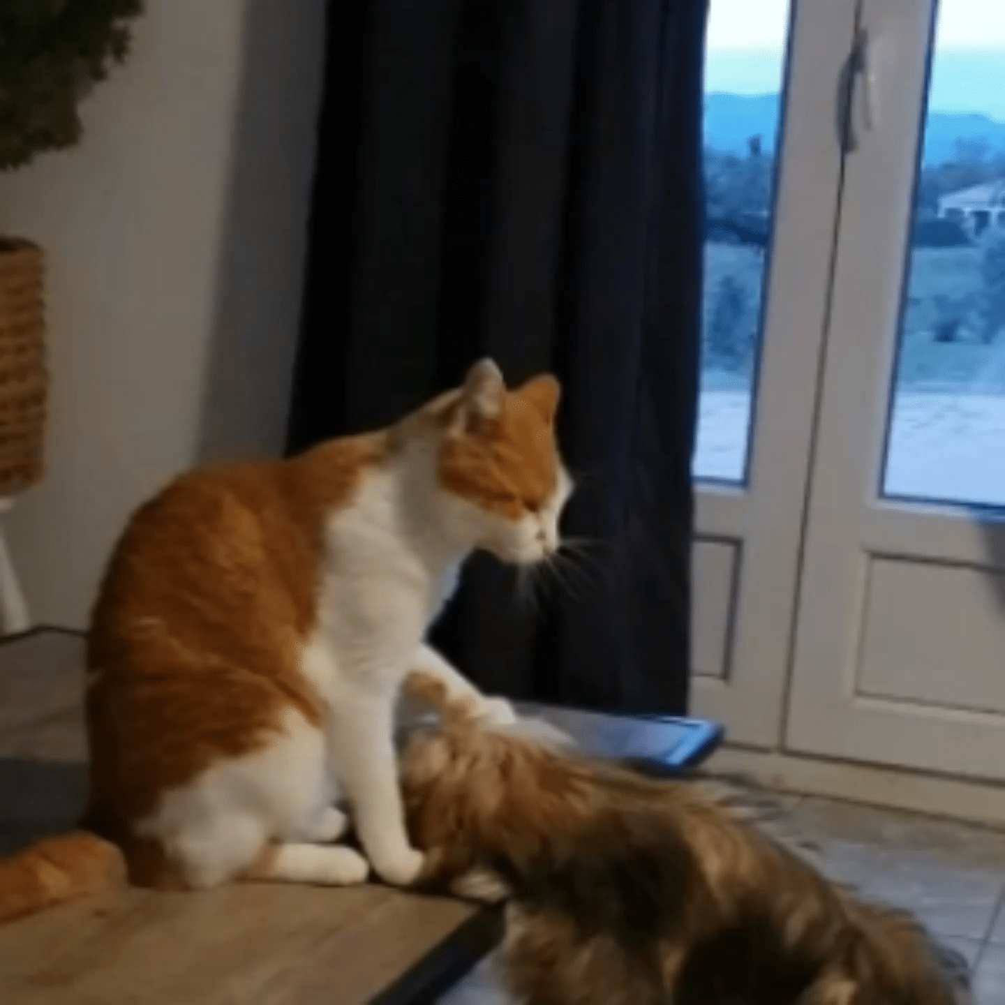 Les Lhassa de Luminia