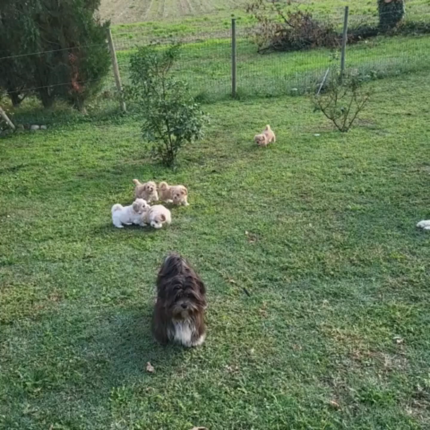 Les Lhassa de Luminia