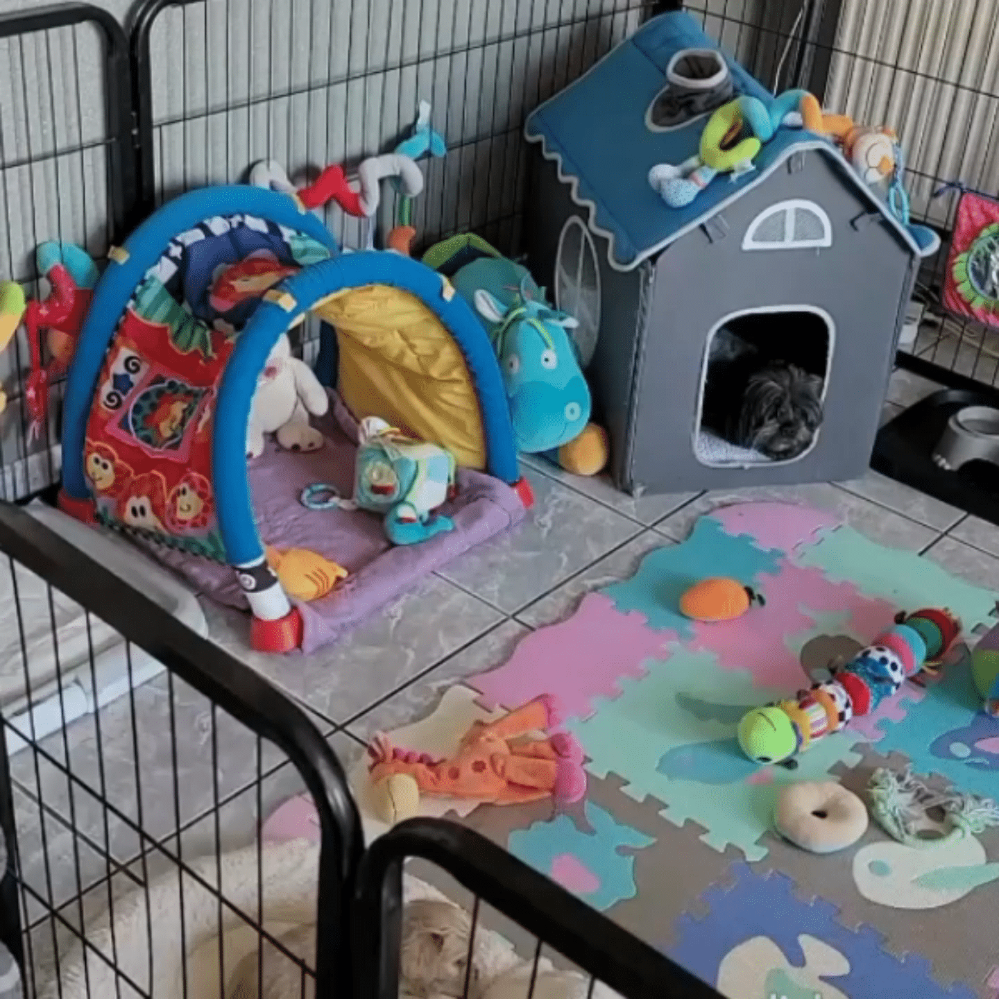 Les Lhassa de Luminia