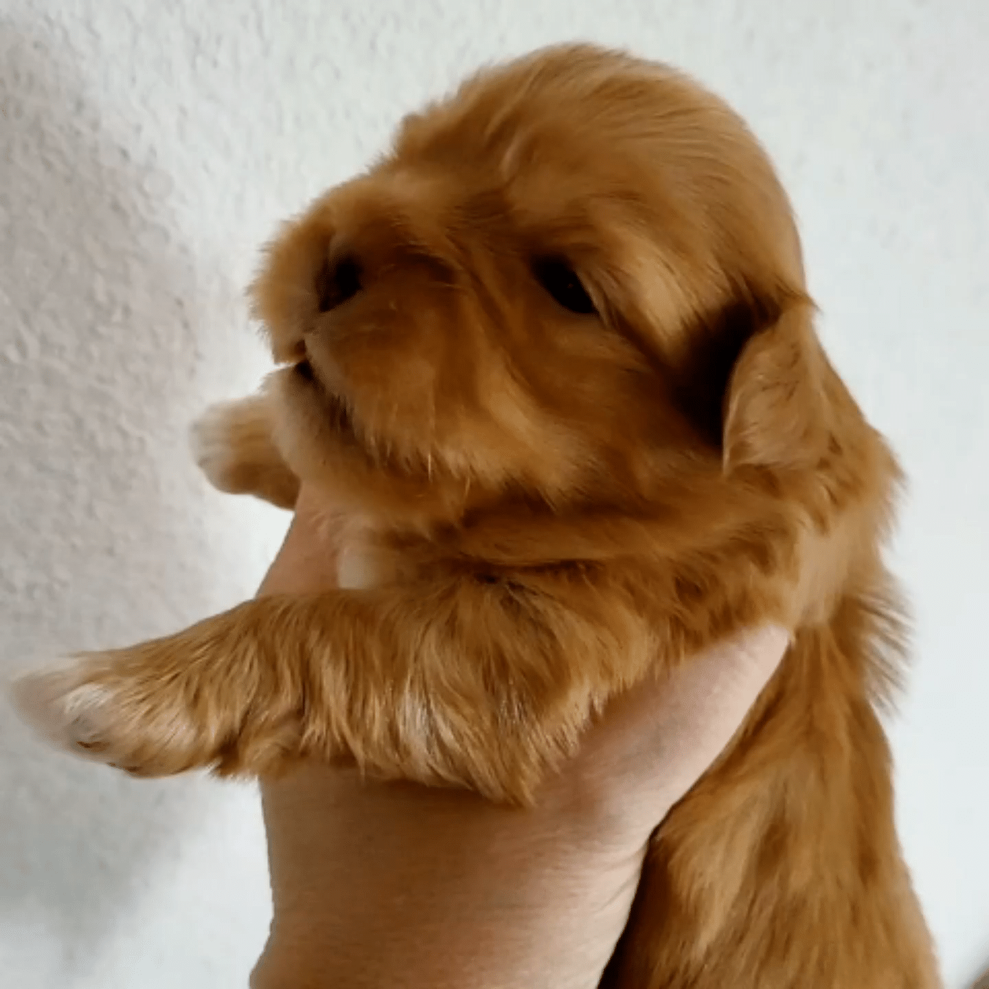 Les Lhassa de Luminia