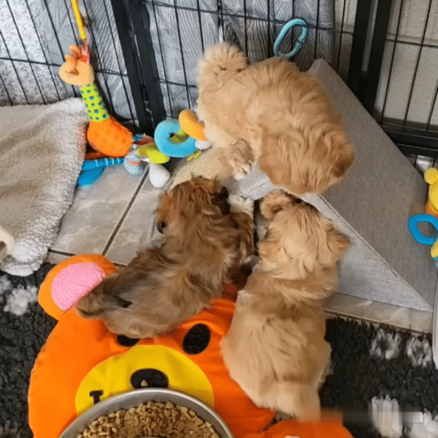 Les Lhassa de Luminia