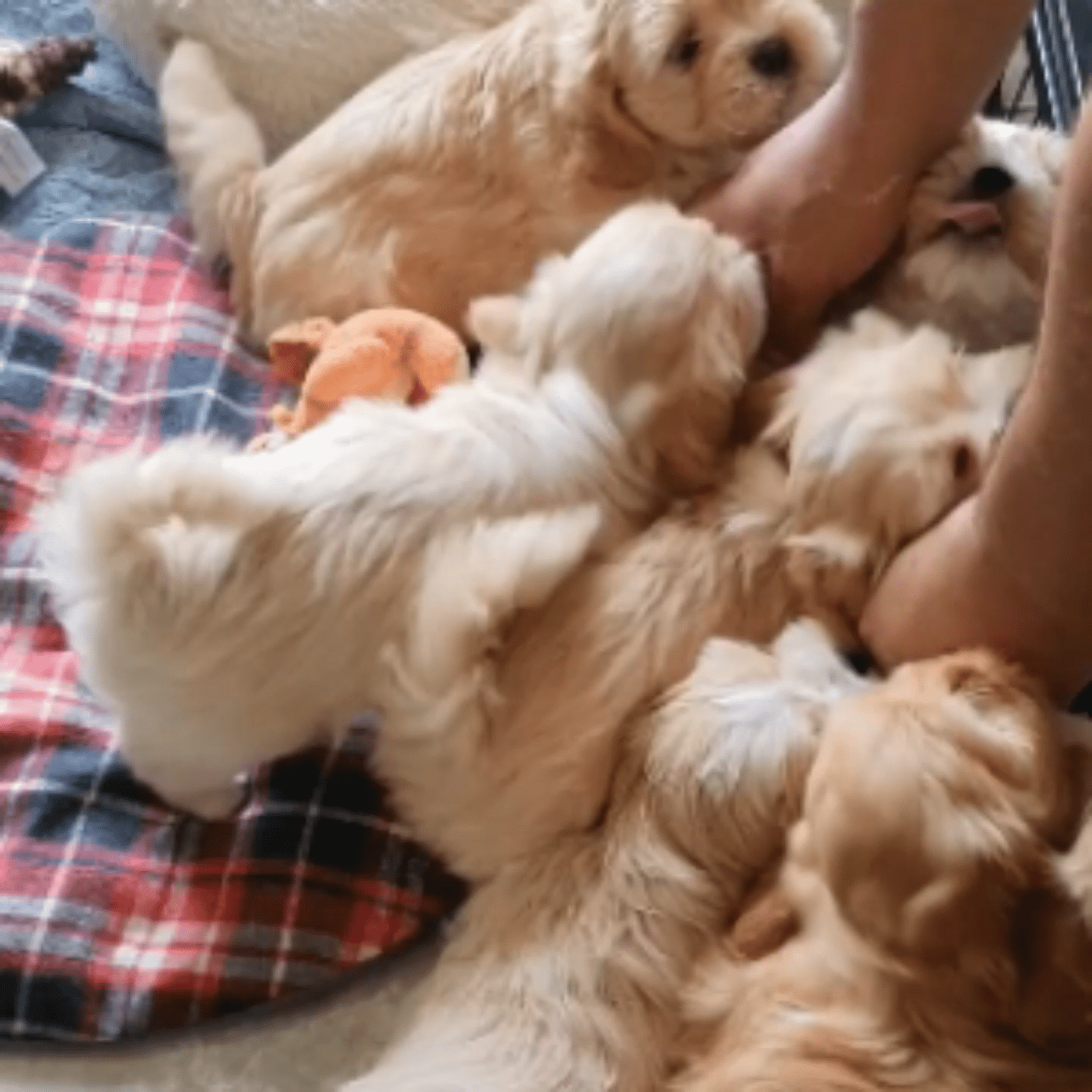 Les Lhassa de Luminia