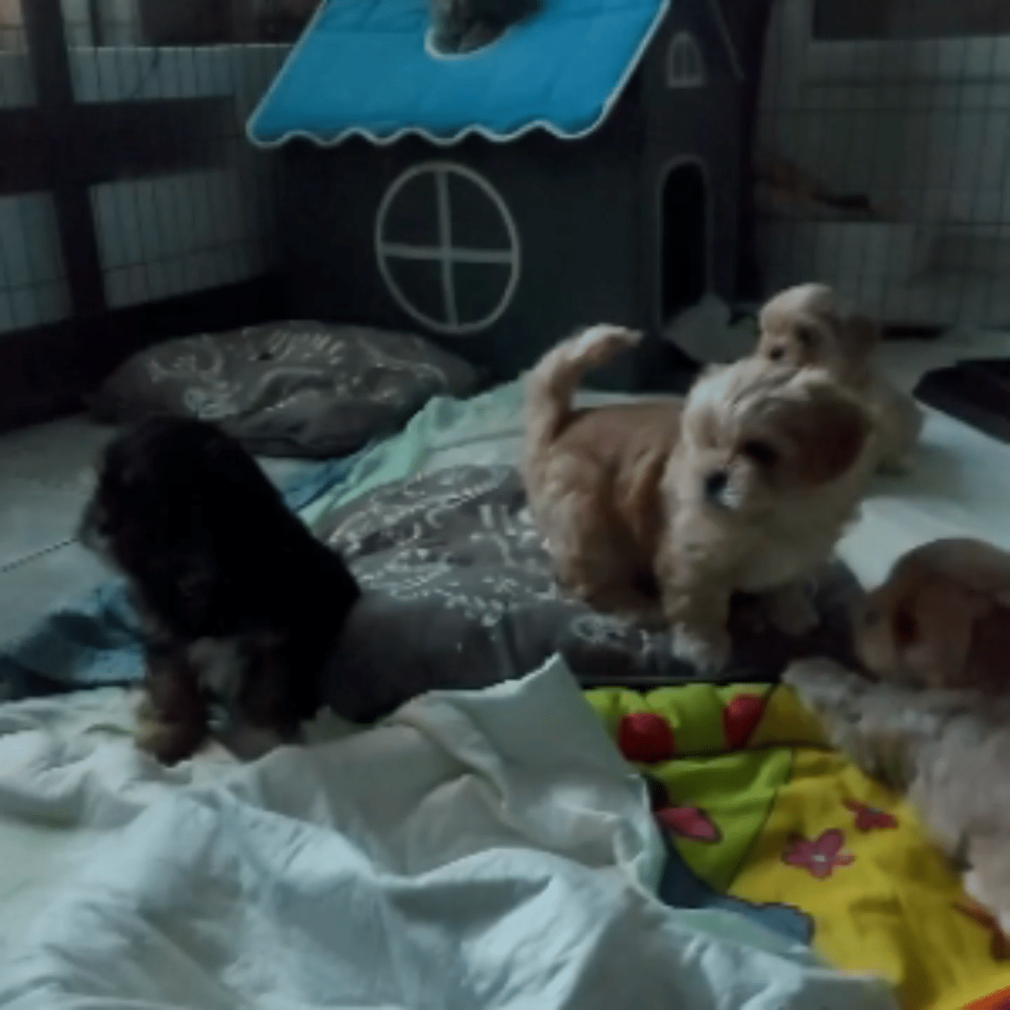 Les Lhassa de Luminia