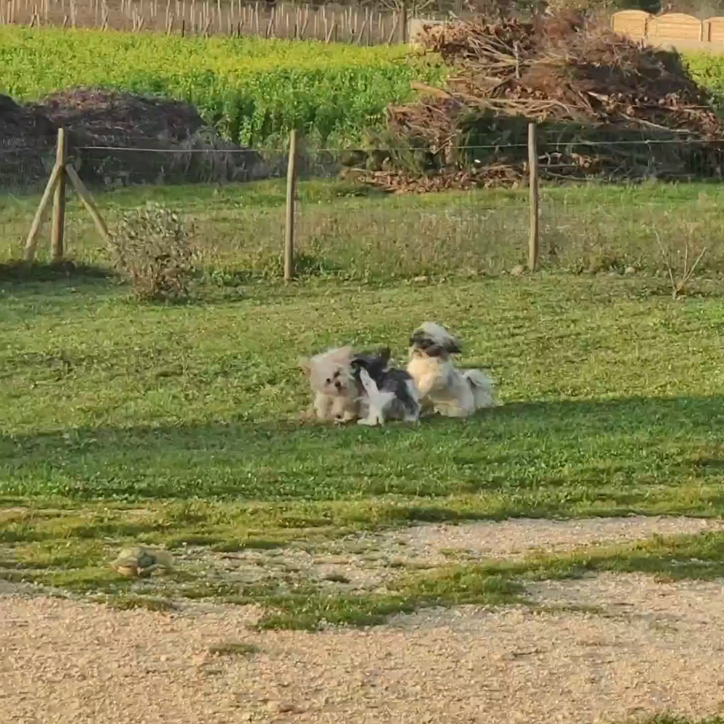 Les Lhassa de Luminia