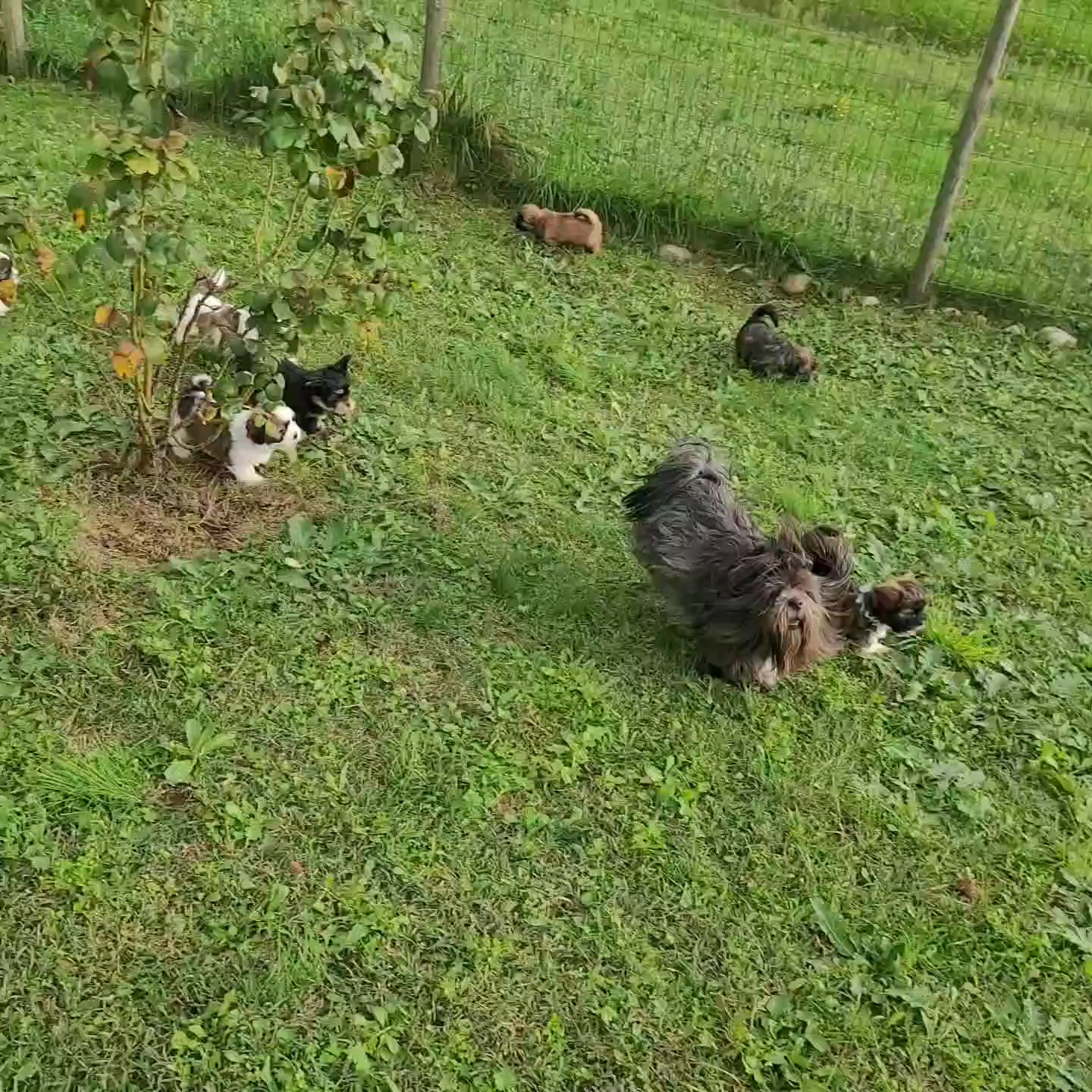 Les Lhassa de Luminia