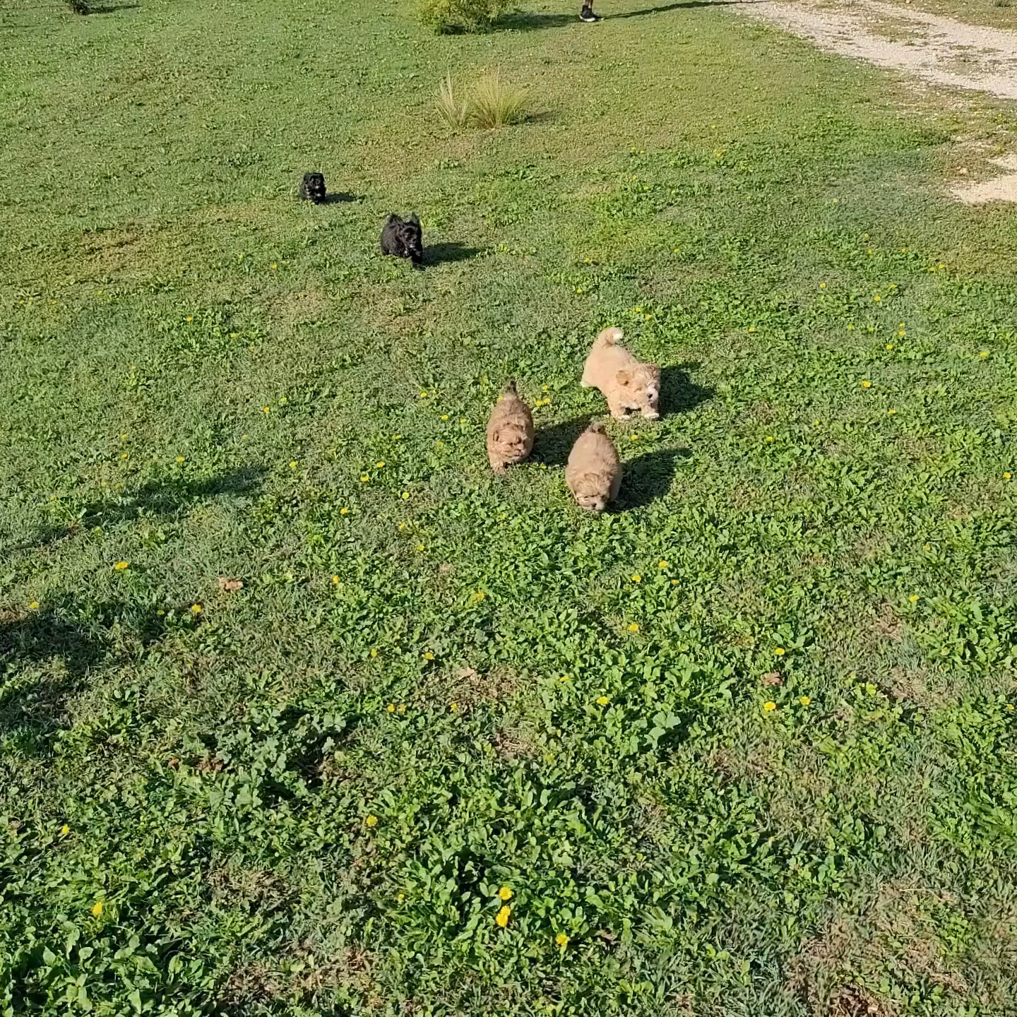 Les Lhassa de Luminia