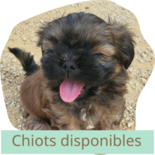 chiots_disponibles