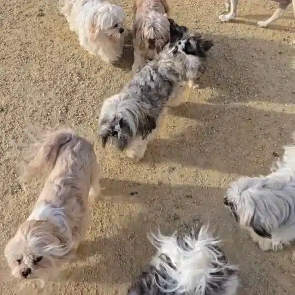 les lhassa de luminia 05_03_2025