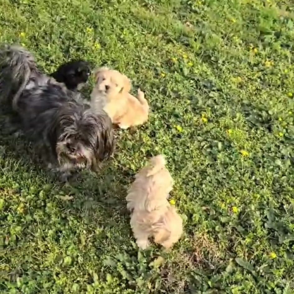 photos wendy des lhassa de luminia